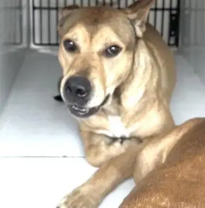 Koda