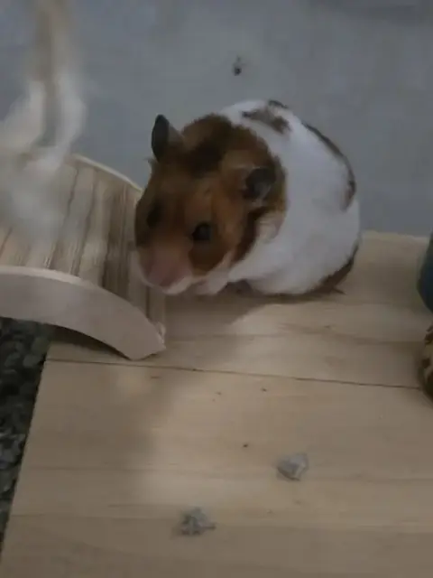 Sophie photo 4