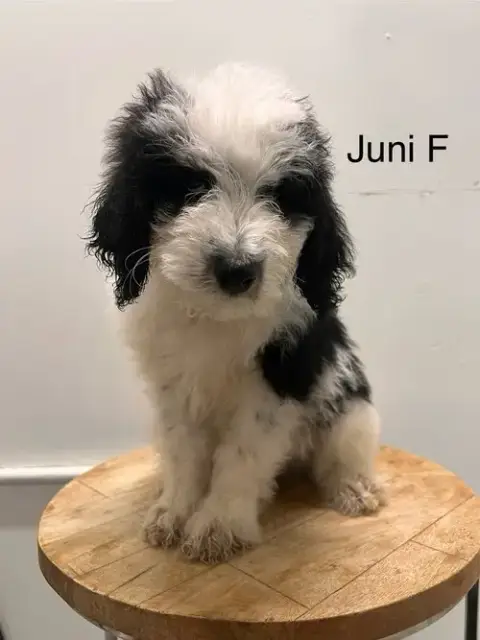 Juni #2249