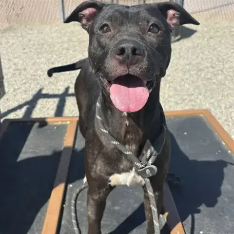 Coco Chanel