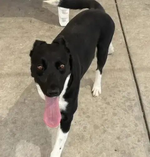 Nova