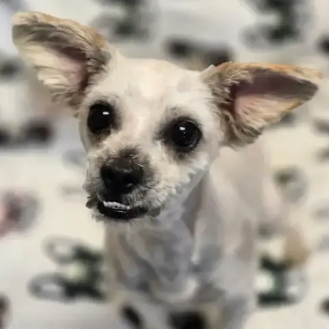 Midge