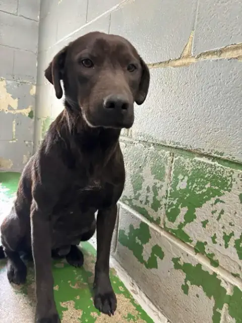 Pepper: At Shelter photo 3
