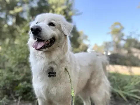 Sir Kingsley photo 2