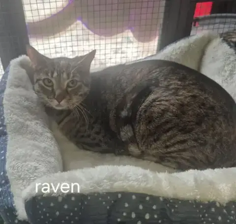 Raven