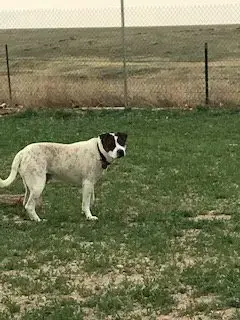 Rocky Heeler photo 3