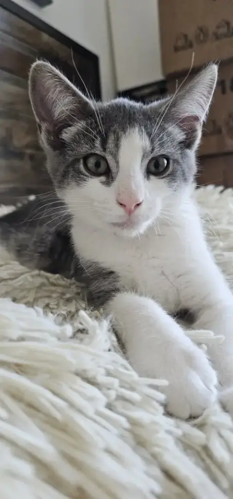 Dax photo 2
