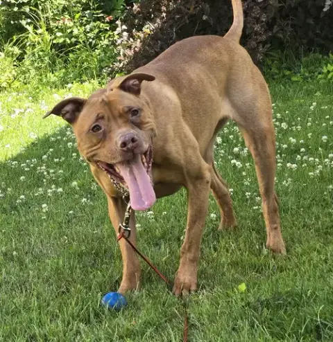 Rosie photo 4