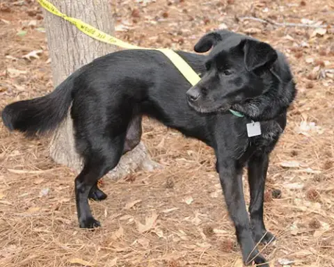 Nyla photo 5