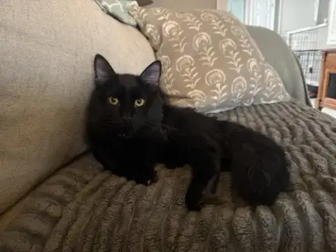 T’Challa photo 3