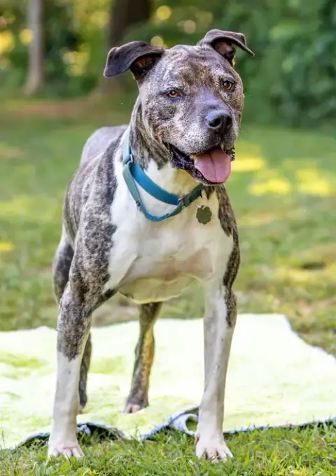 Hector *Foster Needed Too!