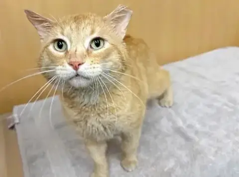 Cheddar