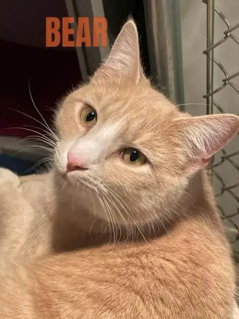 Bear