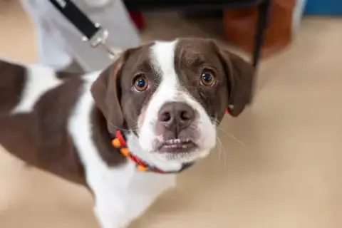 Travis