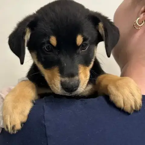 Duke