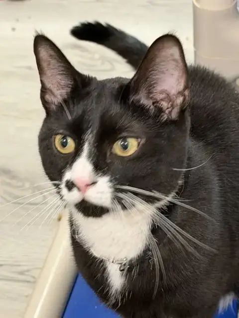 Sparky