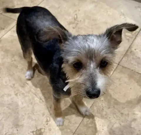 Hypoallergenic Yorkshire Terrier Meg