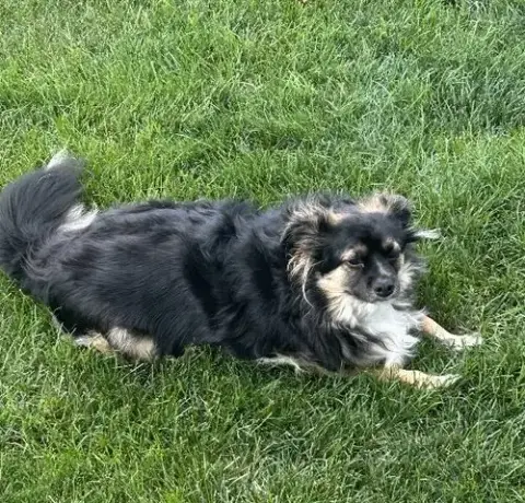 Benji photo 3