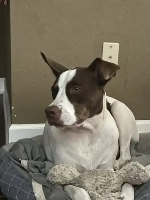 Roscoe photo 3