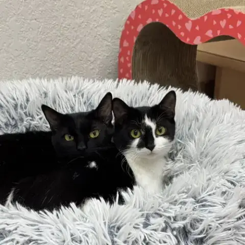 Lucy & Bobbie photo 2
