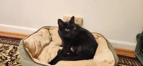 Mama Velvet