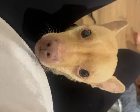 Chester Aka Cheddar photo 3