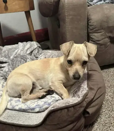 Bagel *Arriving 2/20*