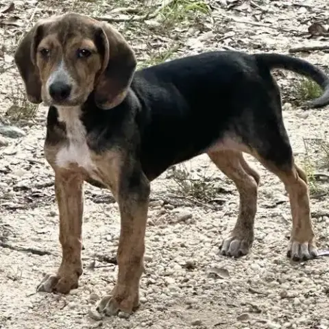 Sylvie