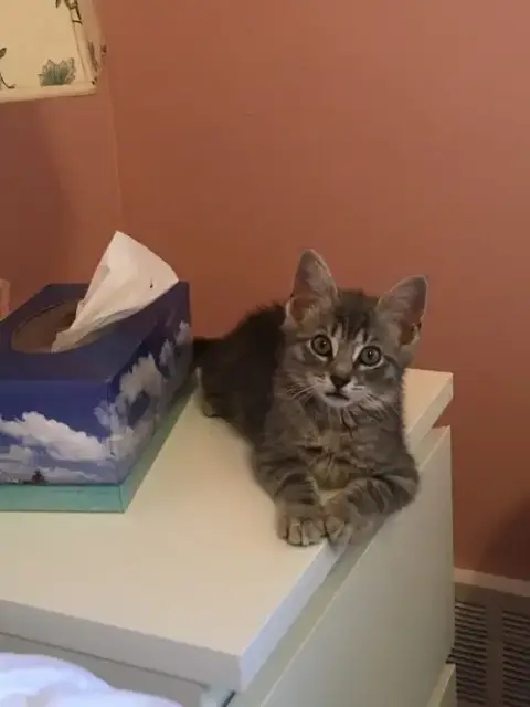 Thunder Cat photo 3