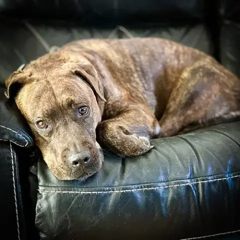 Reese