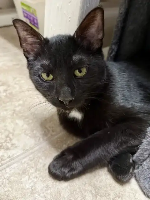 Cat photo 2