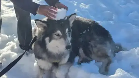Balto photo 5