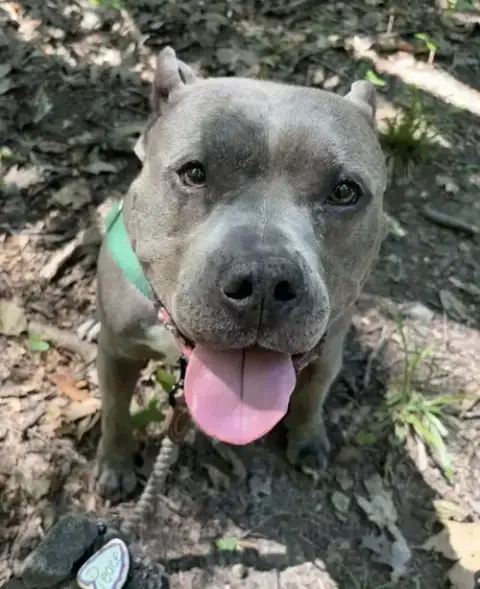 Nala photo 3