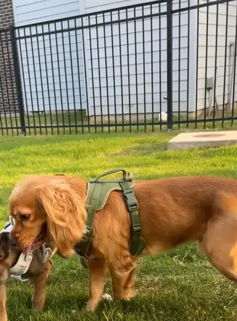 Dane