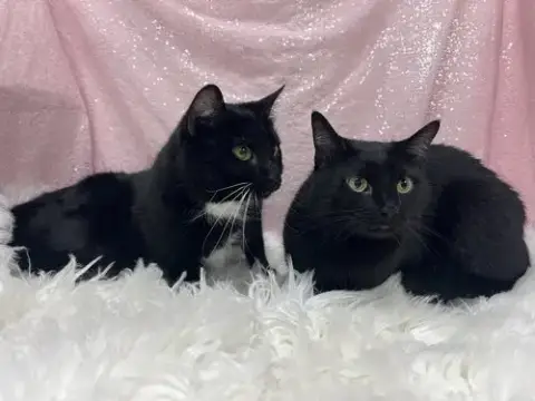 Mousey & Koo photo 2