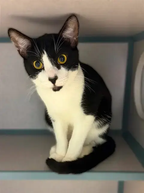 Sylvester