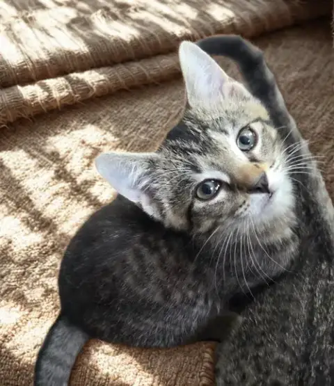 Mr. Meowster photo 4