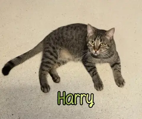 Harry photo 2