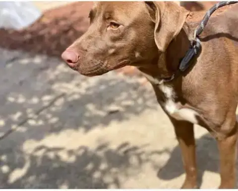 Kona photo 4