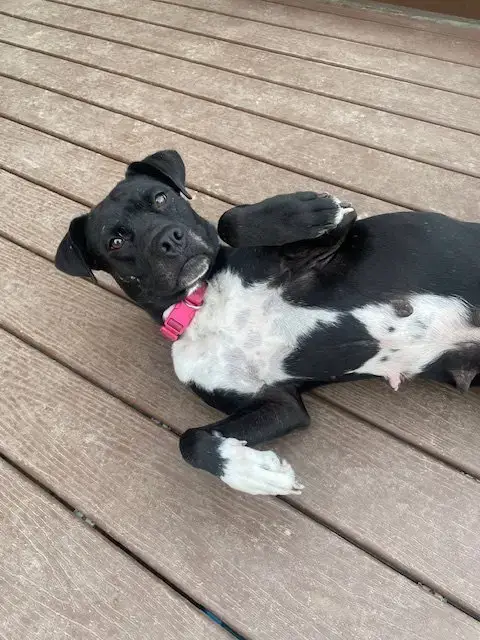 Pepper