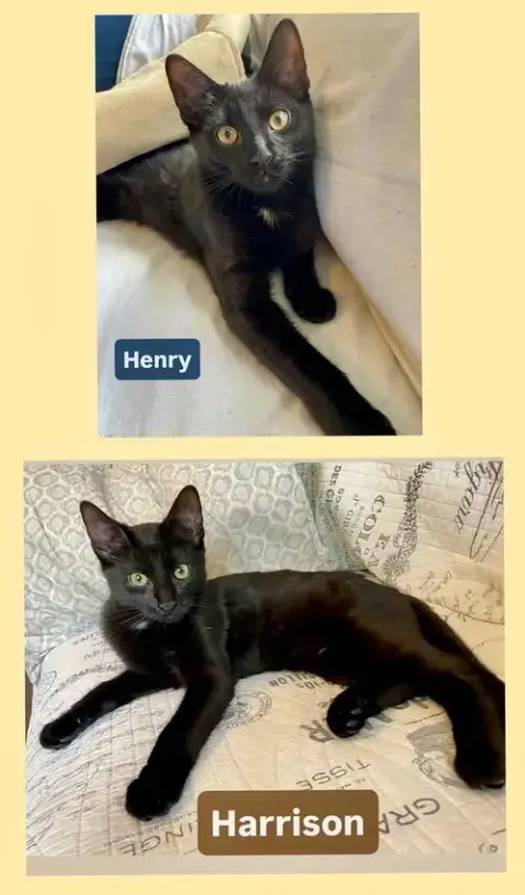 Henry And Harrison