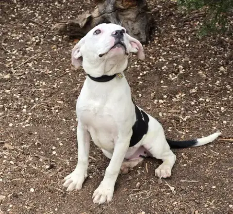 Sweet Lil Sister Panda ~ Delightful Pup