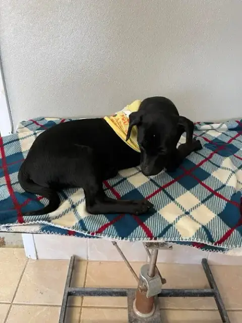 Coffee Puppies photo 3