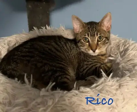 Rico photo 2