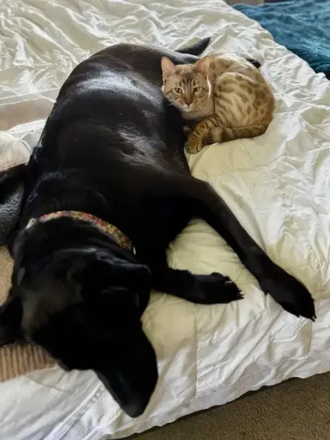 Rollins:  Bengal