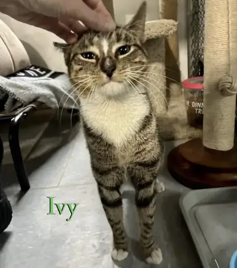 Ivy photo 3