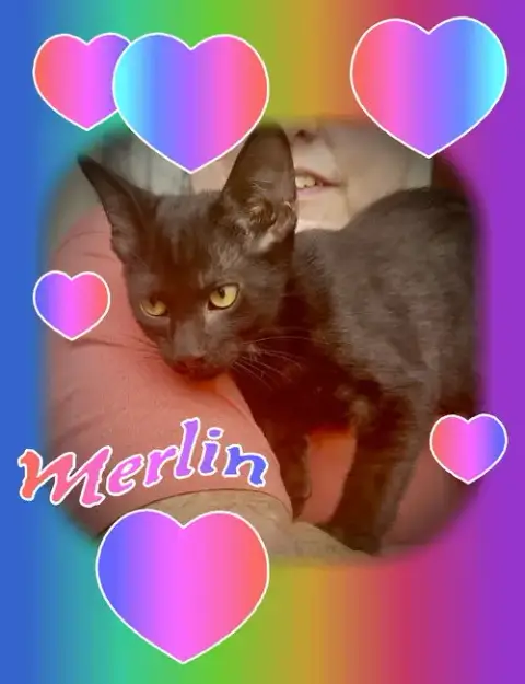 Merlin