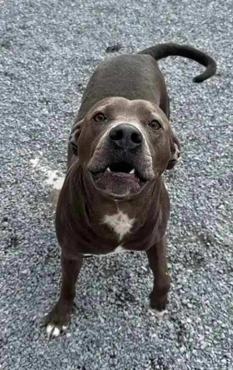 Winston photo 4