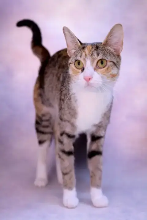 Coco