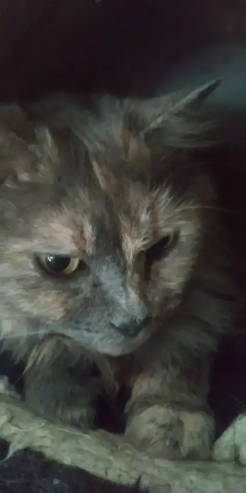 Miranda